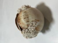 Warren Hullow and Isabel Parks